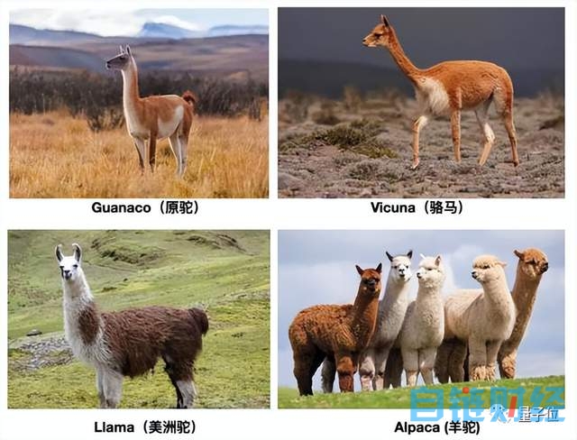 两大可商用开源大模型同时发布！性能不输 LLaMA，羊驼家族名字都不够用了