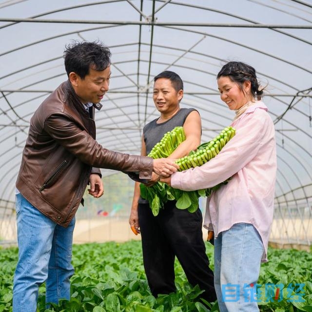 宝山这个果蔬专业合作社以“物联网 机器换人”推进智慧农业发展