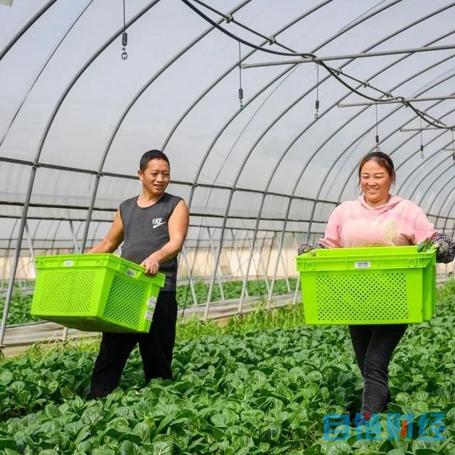 宝山这个果蔬专业合作社以“物联网 机器换人”推进智慧农业发展